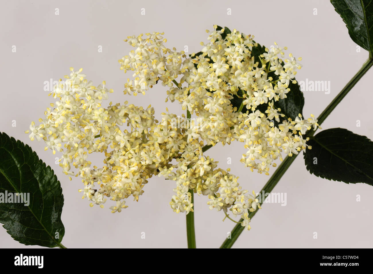 Holunderbusch blumen -Fotos und -Bildmaterial in hoher Auflösung – Alamy