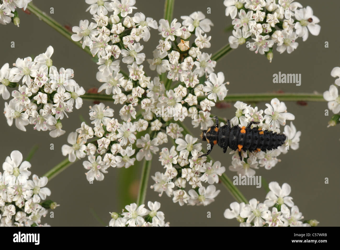 Sieben Flecken Marienkäfer, Coccinella septempunctata-Larve auf dem blühenden Umbel eines Narren Stockfoto