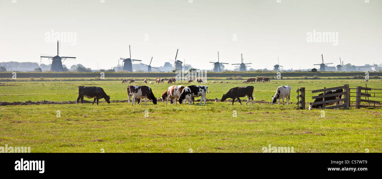 Die Niederlande, Kinderdijk, Windmühlen, UNESCO-Weltkulturerbe. Kühe auf der Wiese. Stockfoto