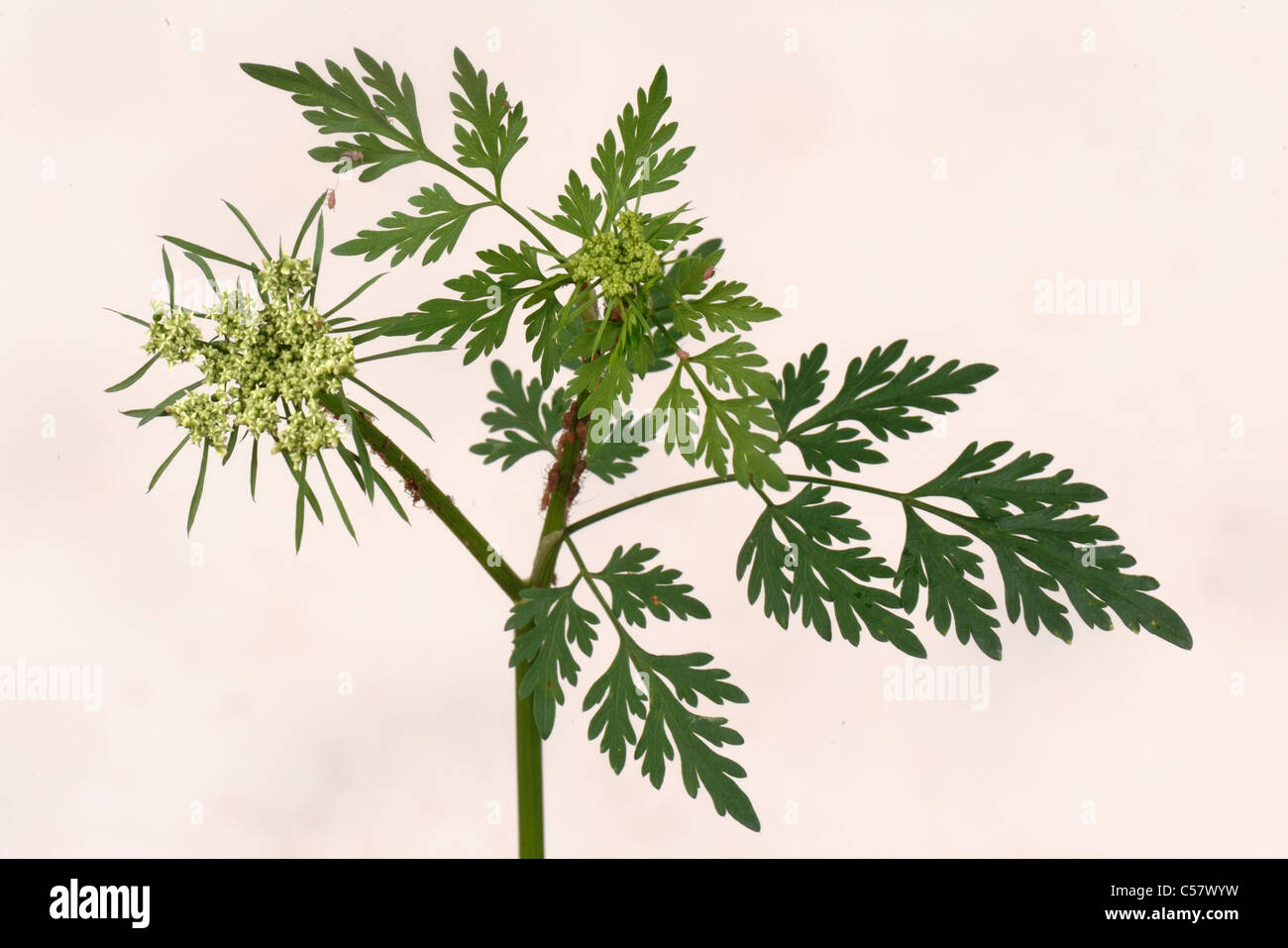 Dummkopfs Petersilie (Aethusa Cynapium) Blüte Dolde Stockfoto
