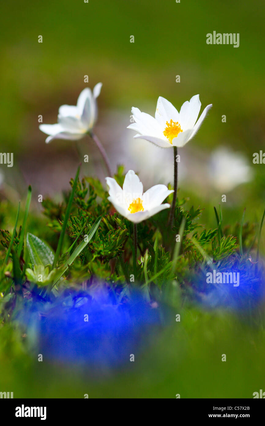 3, Alpen, Alpine Anemone, Alpine Anemone, Alpenflora, Almsommer, Anemone, Bergflora, Bergsommer, Blumen, Blüte Stockfoto