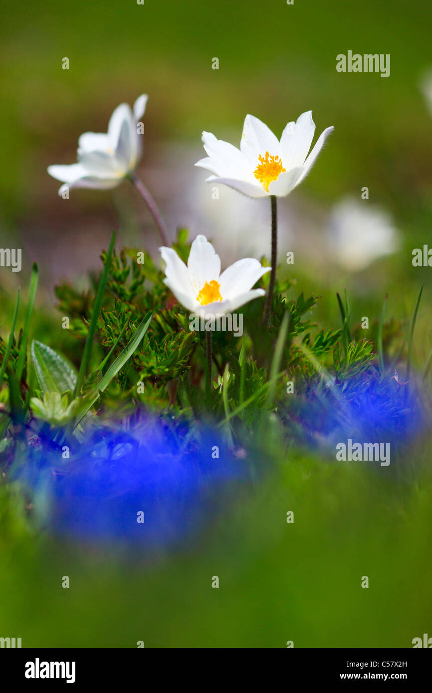 3, Alpen, Alpine Anemone, Alpine Anemone, Alpenflora, Almsommer, Anemone, Bergflora, Bergsommer, Blumen, Blüte Stockfoto