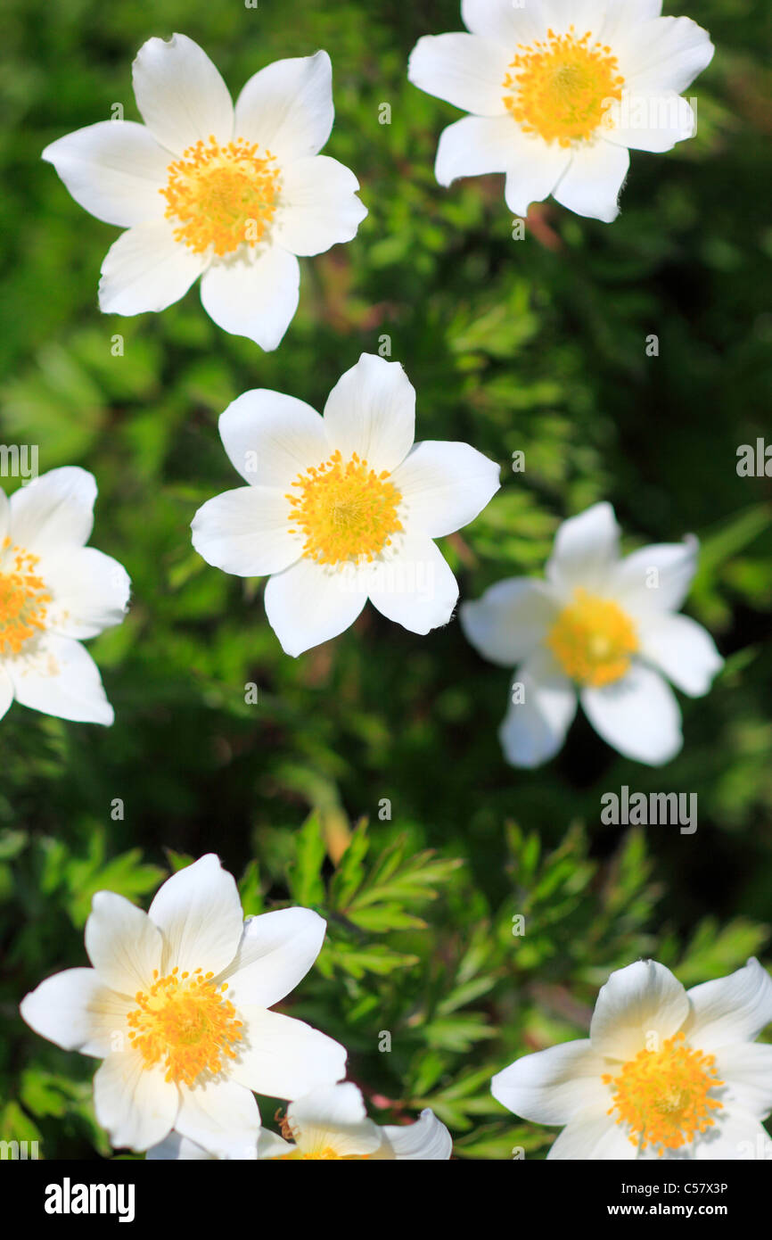 Alpen, Alpine Anemone, Alpine Anemone, Alpenflora, Almsommer, Anemone, Bergflora, Bergsommer, Blumen, Blüte, d Stockfoto