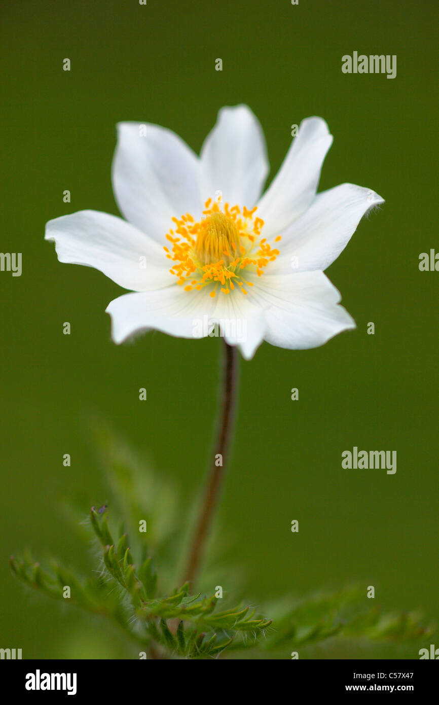 Alpen, Alpine Anemone, Alpine Anemone, Alpenflora, Almsommer, Anemone, Bergflora, Bergsommer, Blumen, Blüte, d Stockfoto