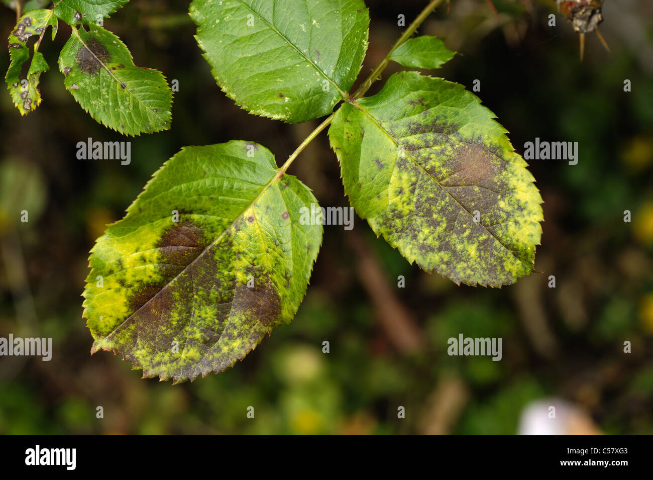 Schwarzer Fleck (Diplocarpon Rosae) Infektion auf Rosenblättern Stockfoto