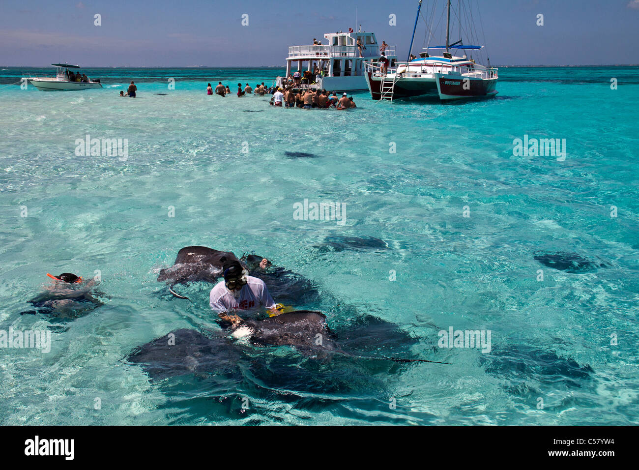 Menschen interagieren mit den Stachelrochen in Stingray City, Cayman-Inseln Stockfoto