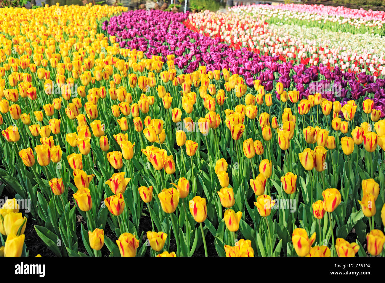 Niederlande, Holland, Europa, europäische, Westeuropa, Niederländisch, Blume, Blumen, Blüte, Park, Botanik, Garten, Lisse, Tilip, Tul Stockfoto