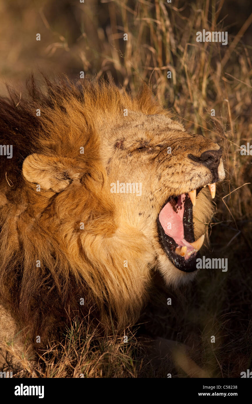 Kampf vernarbt männlicher Löwe (Panthera Leo) Okavango Delta, Botswana Stockfoto