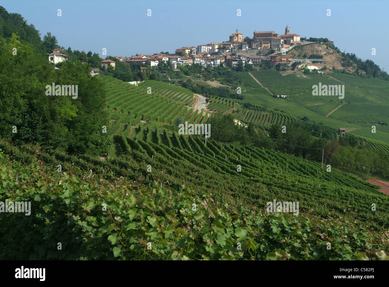 La Morra, Langhe, Piemont, Italien, Wein-Anbau, Weinbau, Triebe, Landwirtschaft Stockfoto