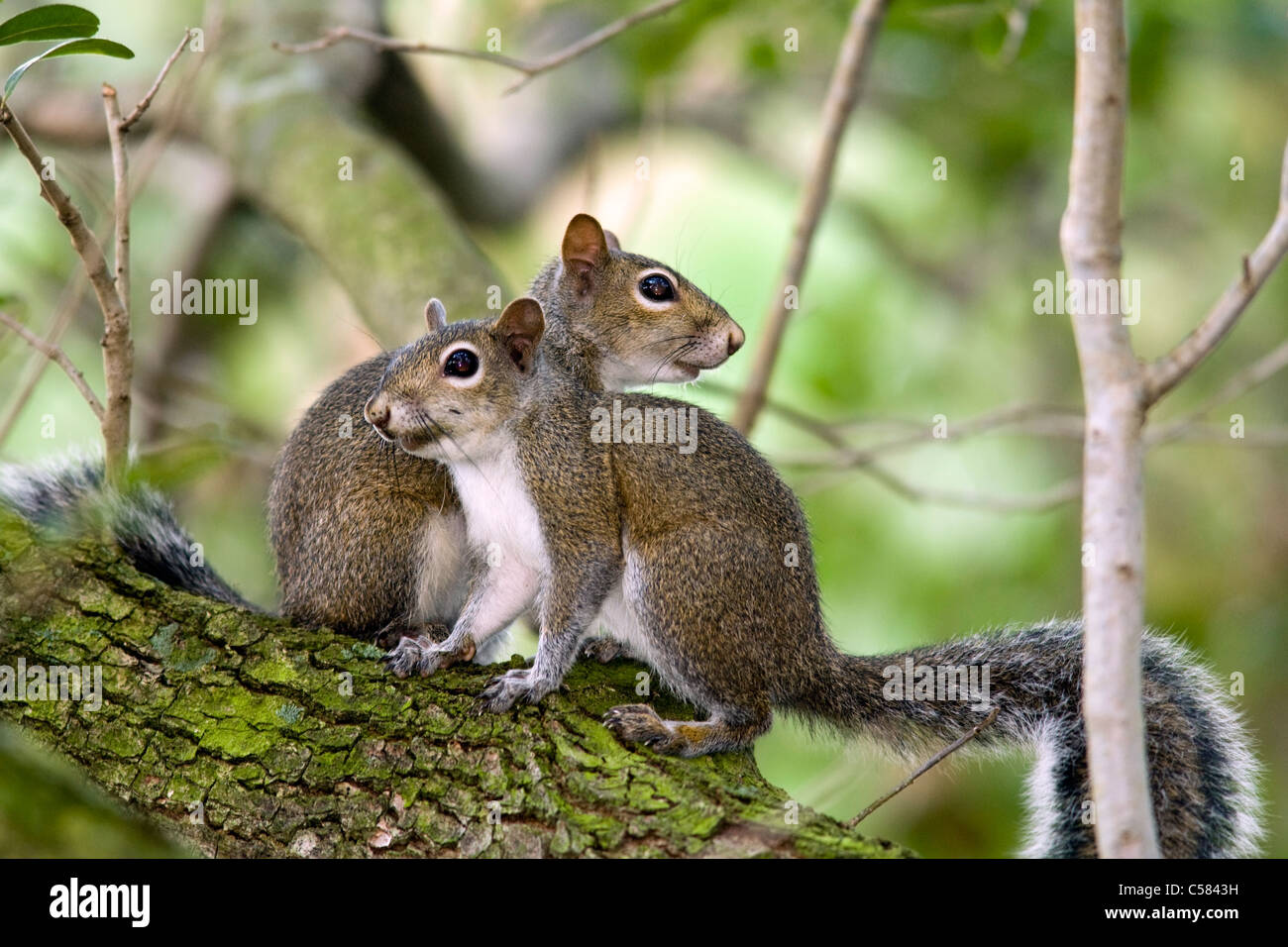 Östliche graue Eichhörnchen - grüne Cay Feuchtgebiete - Delray Beach, Florida USA Stockfoto