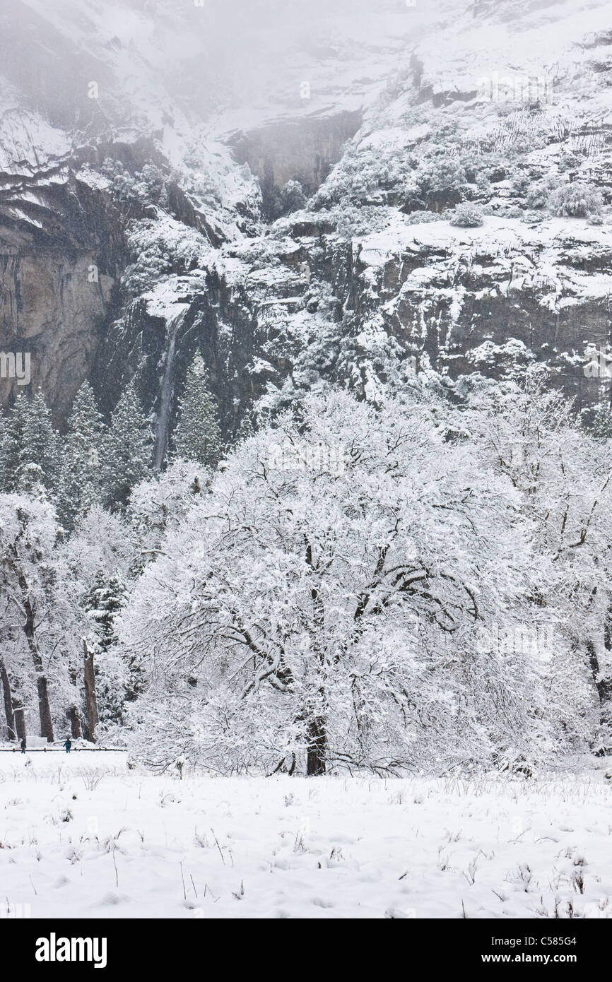 Schnee und Eis bedecken die Köchin Wiese Eiche mit unteren Yosemite Falls im Hintergrund - Yosemite, Kalifornien Stockfoto
