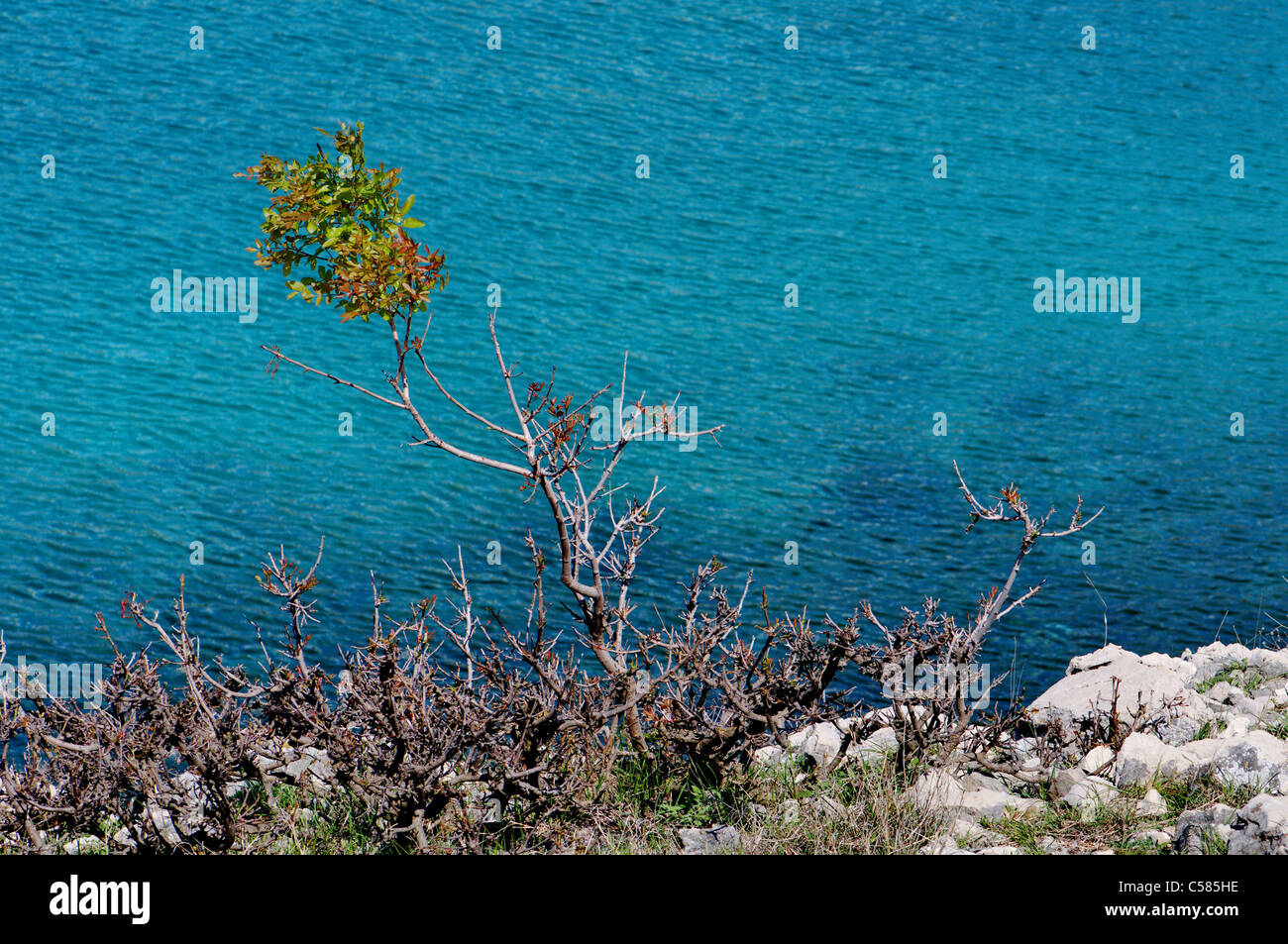 Meer, Mittelmeer, Adria, Mittelmeer, Wasser, Macchia, Karst, Kroatien, Krk, Türkis, Türkis-Blau, blau, Urlaub, Vac Stockfoto