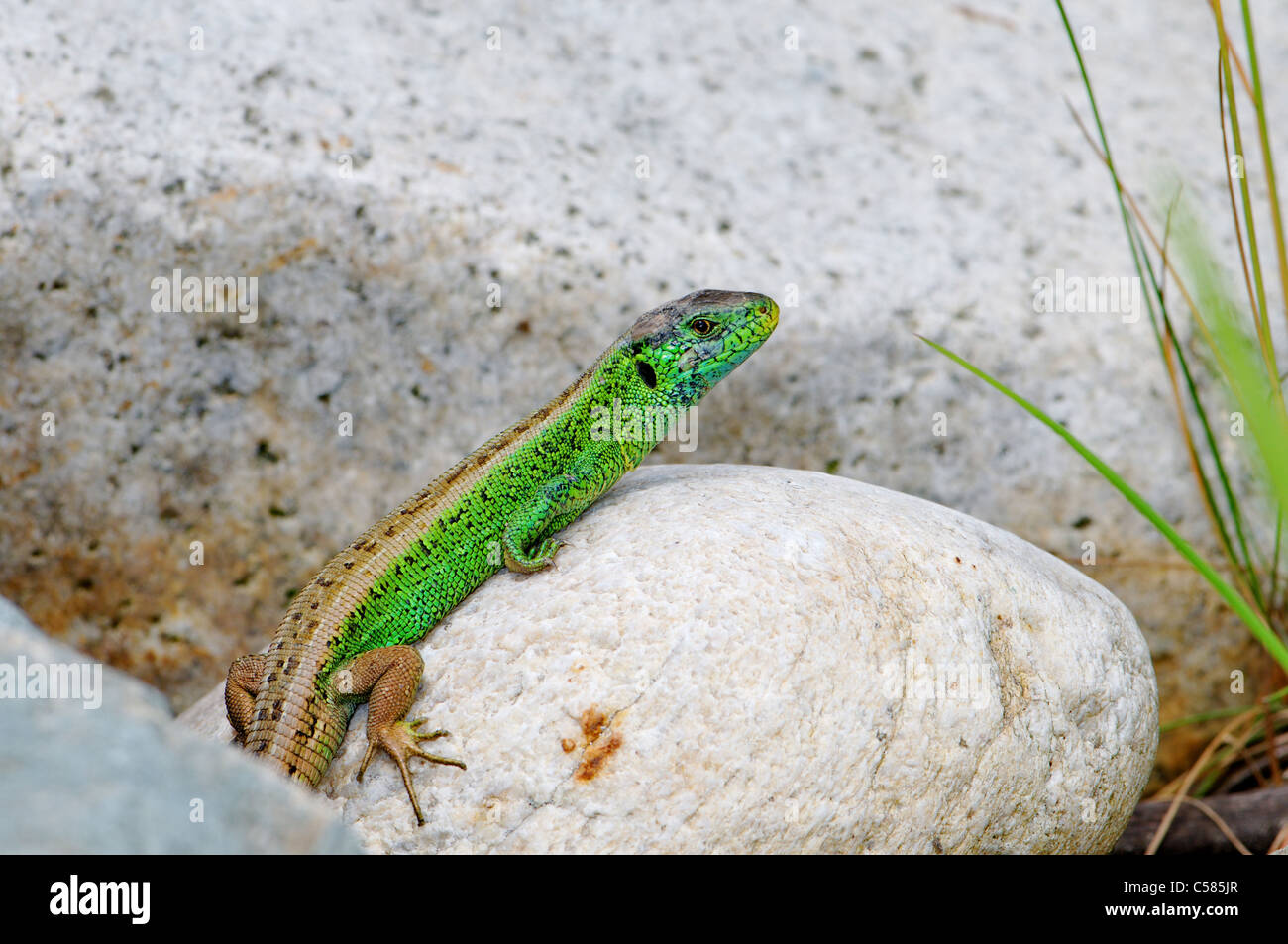 Eidechse, Eidechsen, Sand Eidechse, Lacerta Agilis, Reptil, Reptilien, Gesamtansicht, geschützte, gefährdete, indigene, Skala, Skalen, Stockfoto