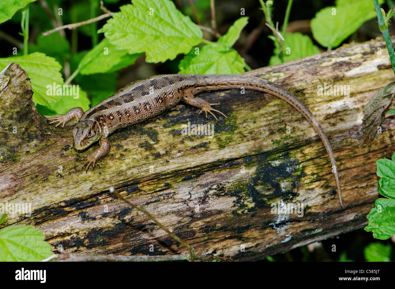 Eidechse, Eidechsen, Sand Eidechse, Lacerta Agilis, Reptil, Reptilien, Gesamtansicht, geschützte, gefährdete, indigene, Skala, Skalen, Stockfoto