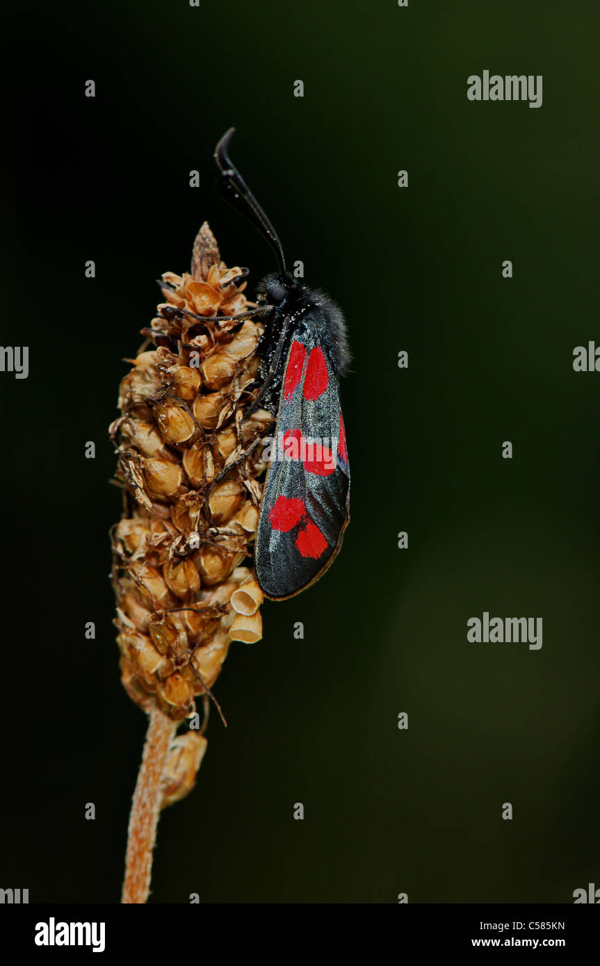 Sechs-Spot Burnet, Schmetterling, Zygaena Filipendulae, Insekt, Insekten, rot, schwarz, Tier, Tiere, Fauna, indigene, Threadened, p Stockfoto