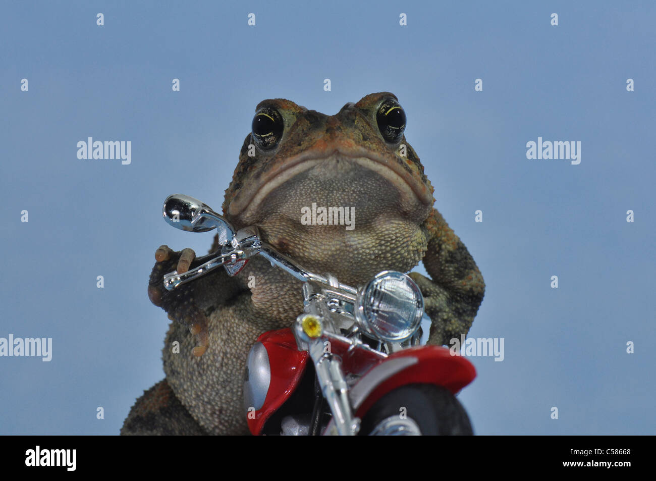 Kröte auf Motorrad Stockfoto