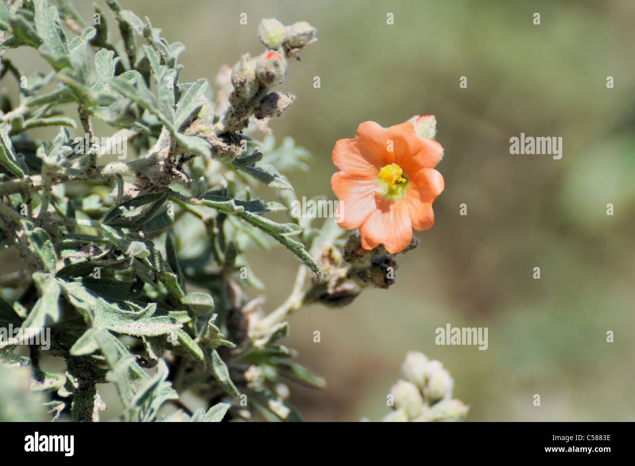 Munros Globemallow im Theodore-Roosevelt-Nationalpark, North Dakota, USA. Stockfoto