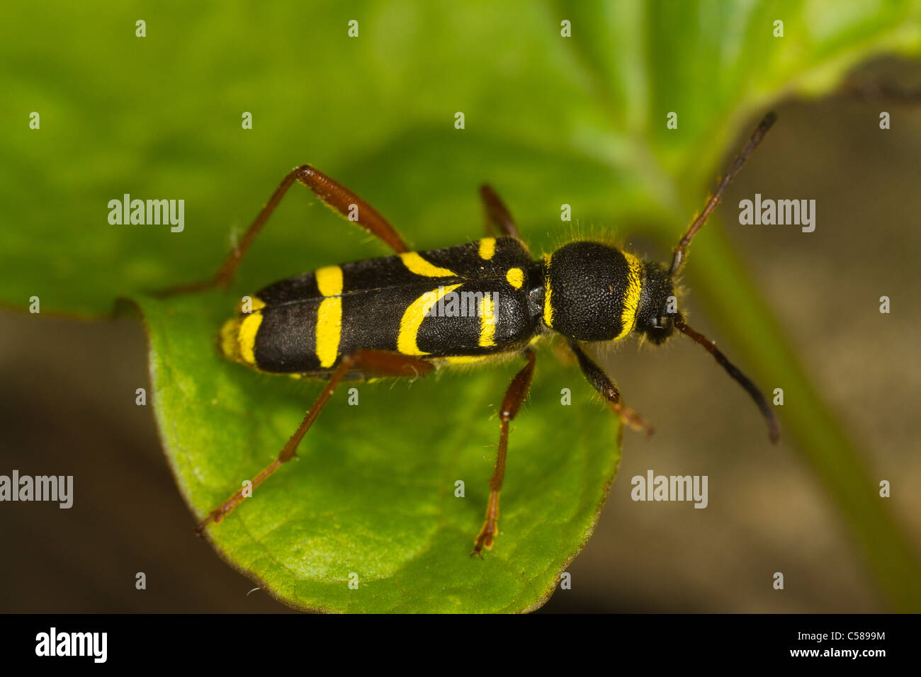 Wasp-Käfer (Clytus Arietus) sitzt auf einem Blatt Stockfoto