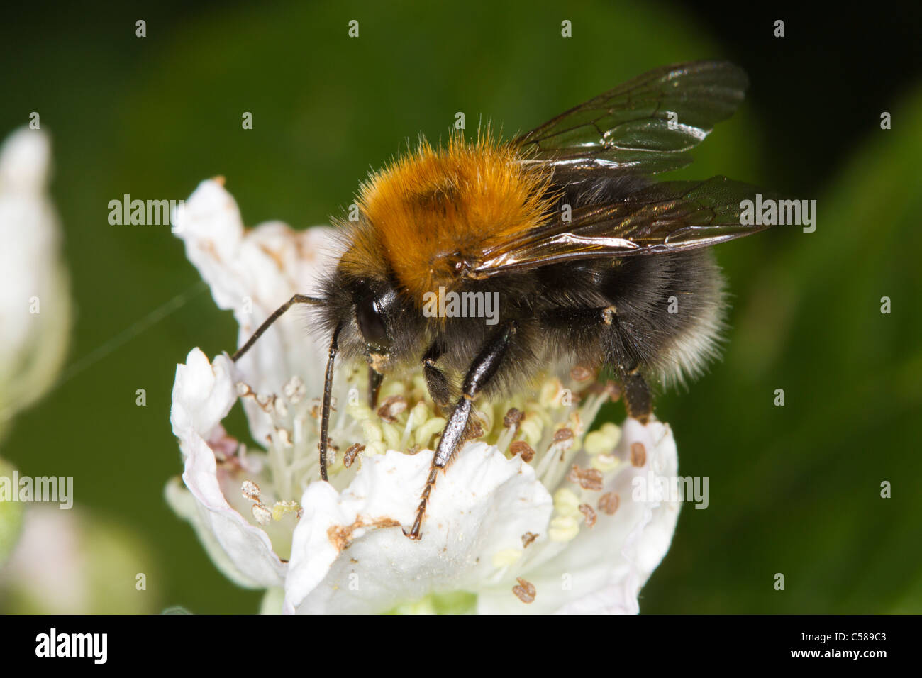 Baumhummel (Bombus Hypnorum) Fütterung auf eine Brombeere Blume Stockfoto