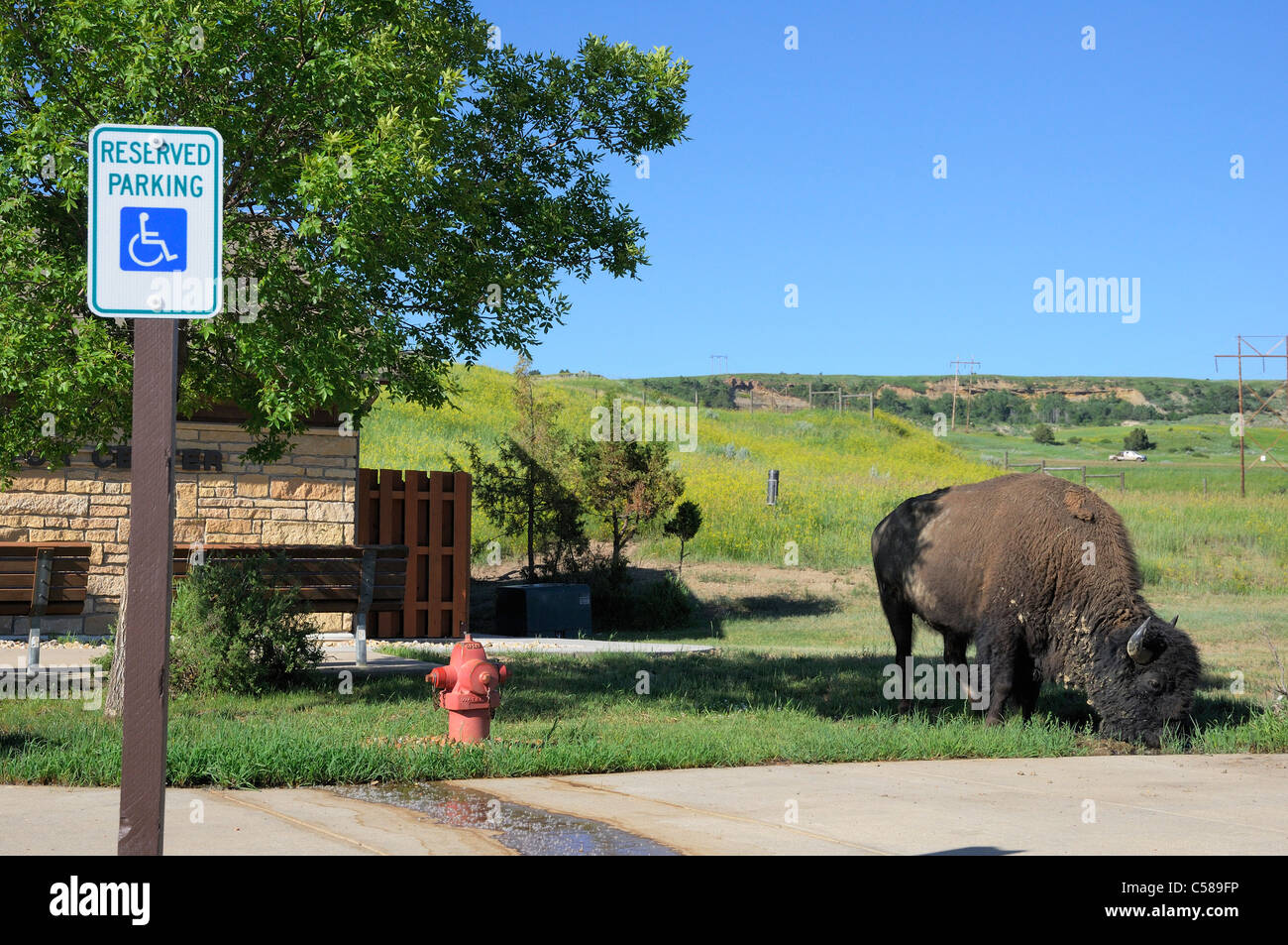 Bisonherde in north dakota Fotos und Bildmaterial in hoher Auflösung