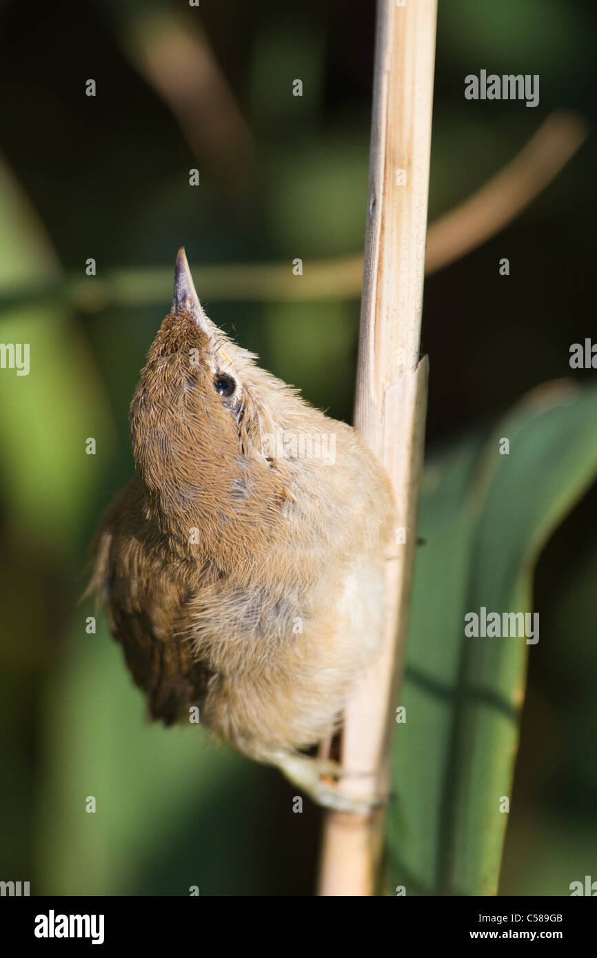 Juvenile Europäische Rohrsänger (Acrocephalus Scripaceus) festhalten an einem Phragmites Reed Stiel Stockfoto