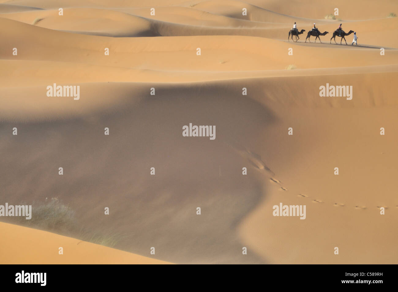 Afrika, Marokko, Maghreb, Nordafrika, Sanddünen, Erg Chebbi, Wüste, Dünen, Sahara, Sand, Natur, Landschaft, Kamele, trekking Stockfoto