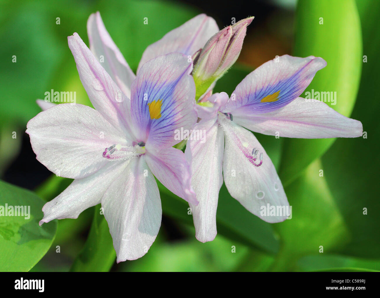 Wasserhyazinthe Eichhornia Crassipes Stockfoto