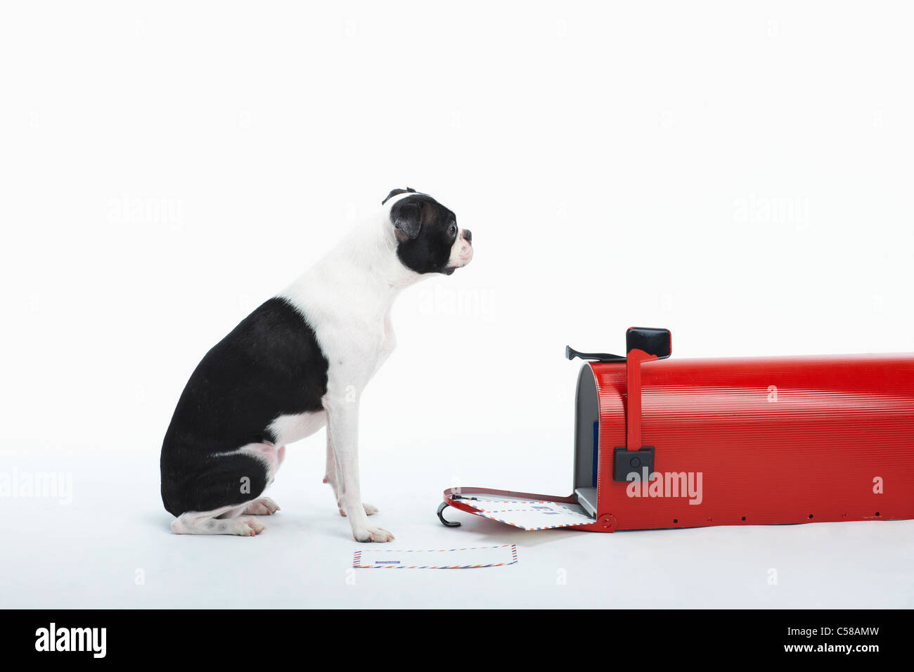 Boston Terrier stehen vor der Post-box Stockfoto