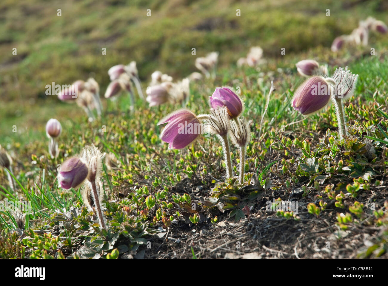 Alp Itramen, Alpen, Alpenblumen, Berg Blume, Bergfrühling, Bern, Kanton BE, Berner Oberland, Berner Voralpen, Blume, Bl Stockfoto