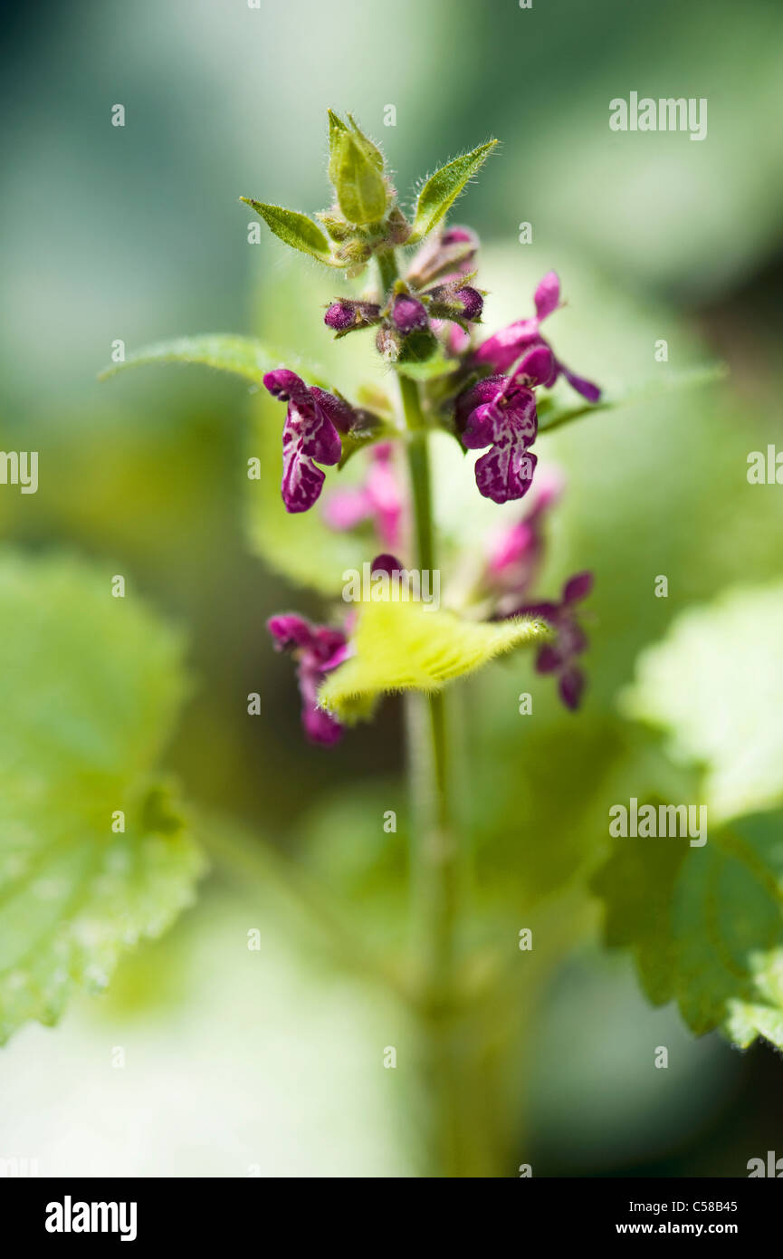 Hedge Woundwort - Niederwendischen Sylvatica Blumen Stockfoto