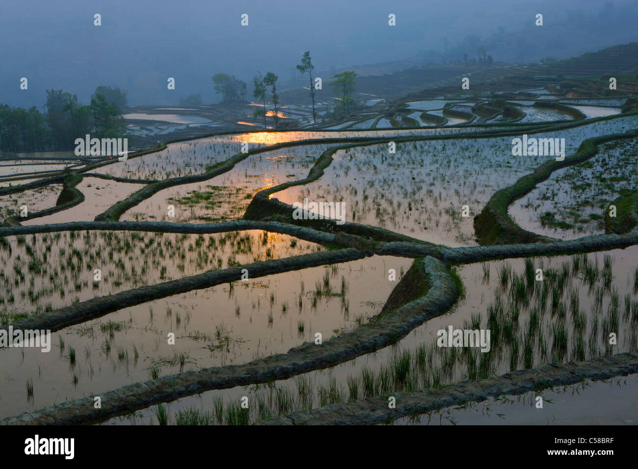 Yuanyang, China, Asien, Reisterrassen, Anbau von Reis, Reisfelder, Landwirtschaft, Wasser, Morgen Licht, Sonnenaufgang, Nebel, Frühjahr, tre Stockfoto