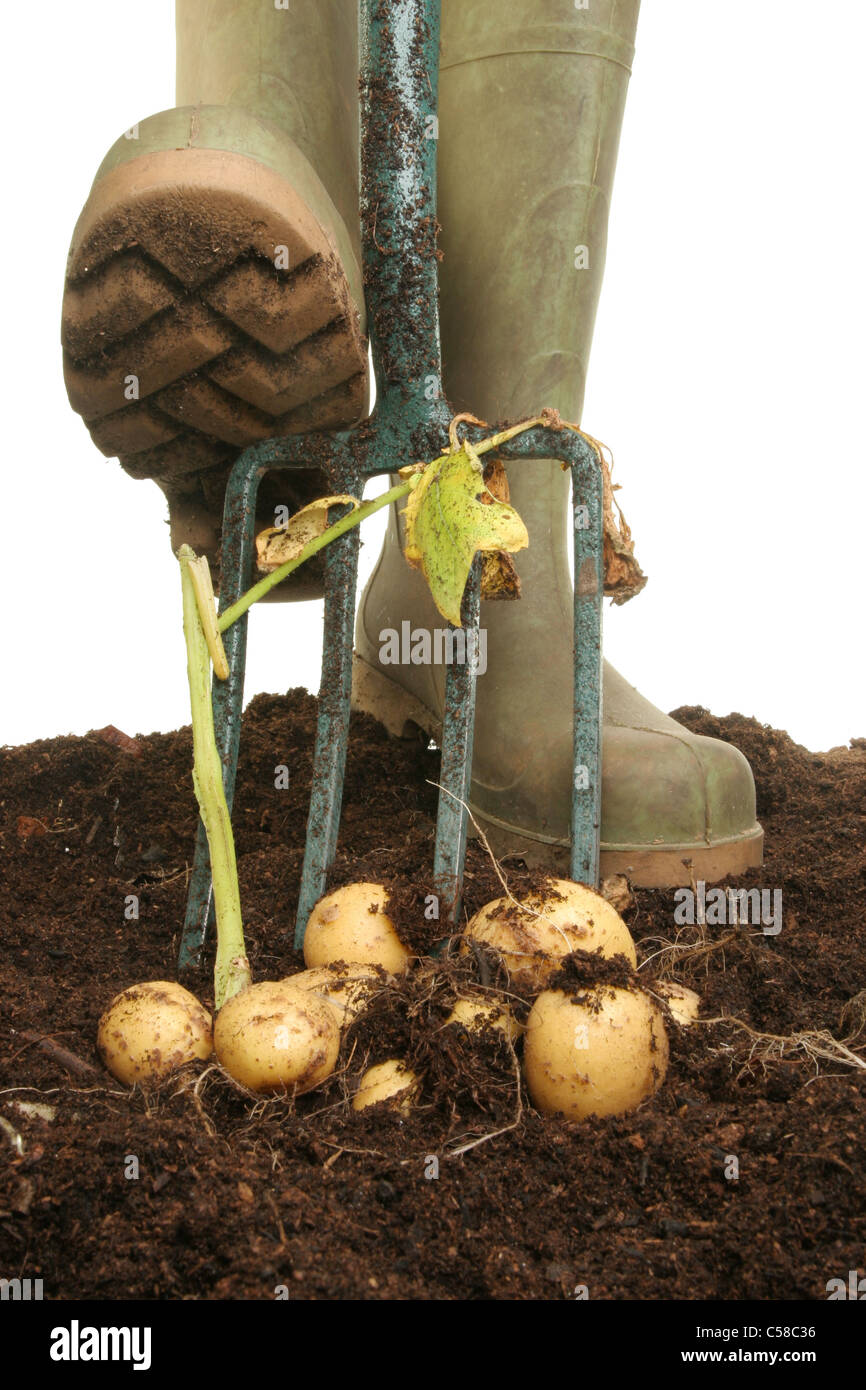 Graben mit einem Garten Gabel im Boden für eine Kartoffelernte Stockfoto