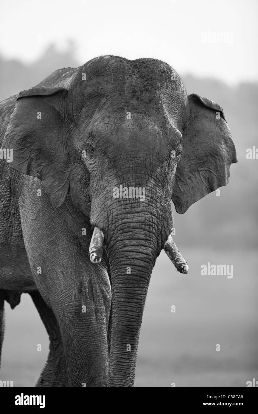 Ein wilder Tusker Elefant vor der Kamera in Jim Corbett Wald, Indien. [Elephas Maximus] Stockfoto