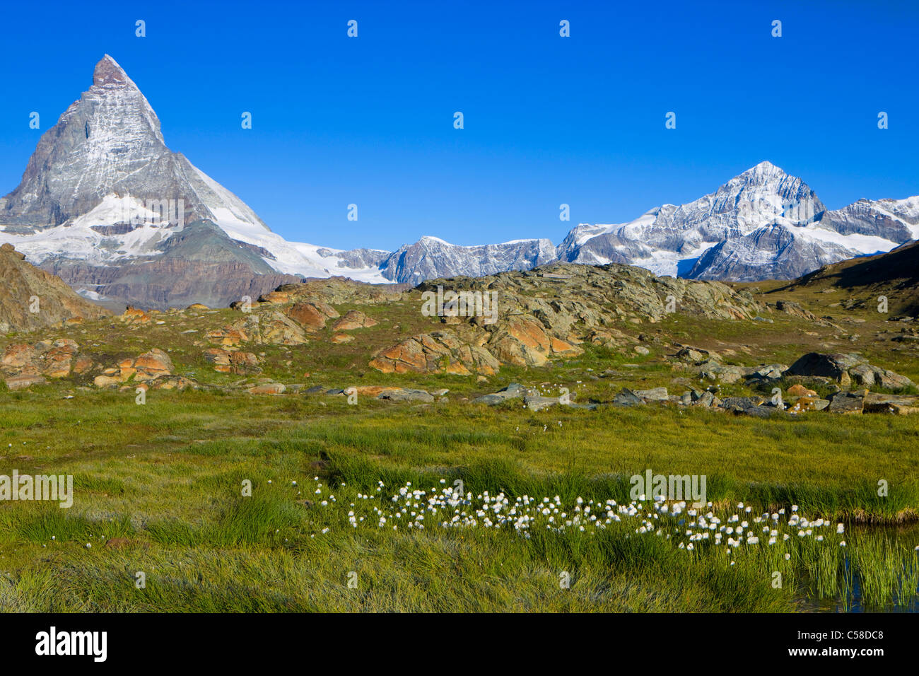 Matterhorn, Schweiz, Europa, Kanton Wallis, Mattertal, Berg, Marsh, Rasen, Baumwolle Gräser, Felsen, Klippen, Stockfoto