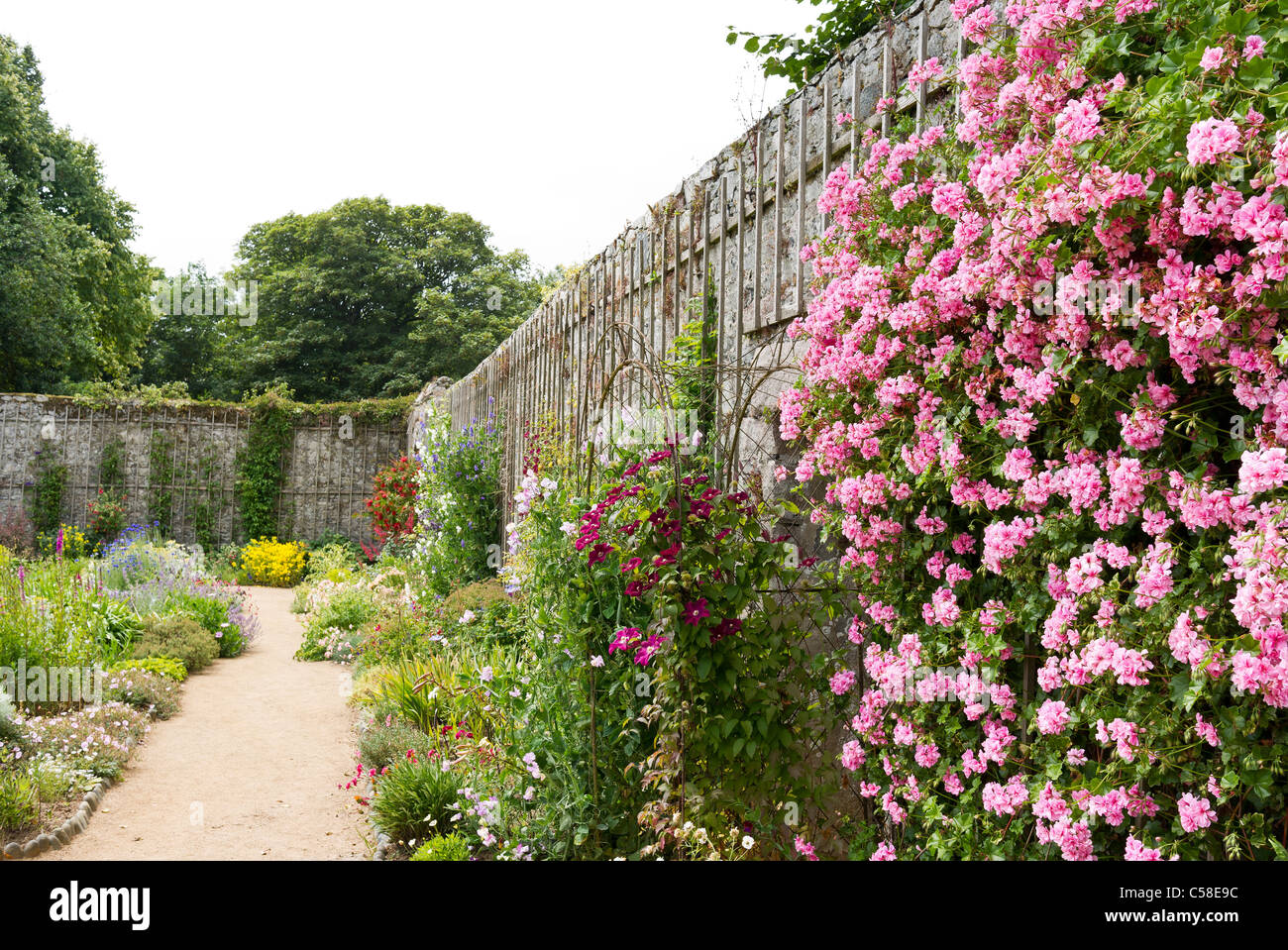 Ummauerten Garten auf Sark Kanalinseln UK mit pelargonium 'Alice Crousse' auf in der Nähe der Wall Stockfoto