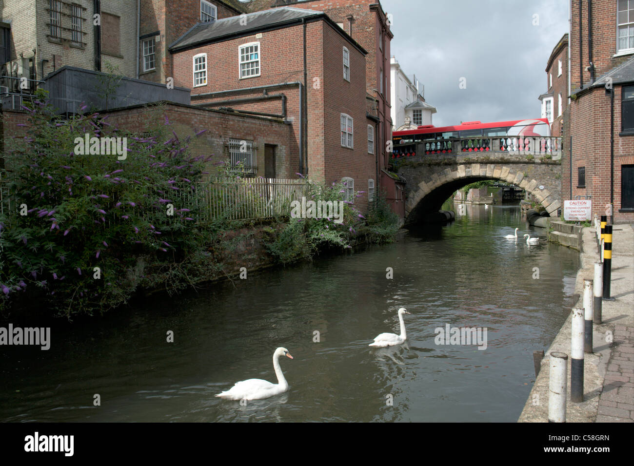 Kennet und Avon Kanal-Seite mit Brücke Schwan und roten bus Newbury Berkshire England UK Stockfoto