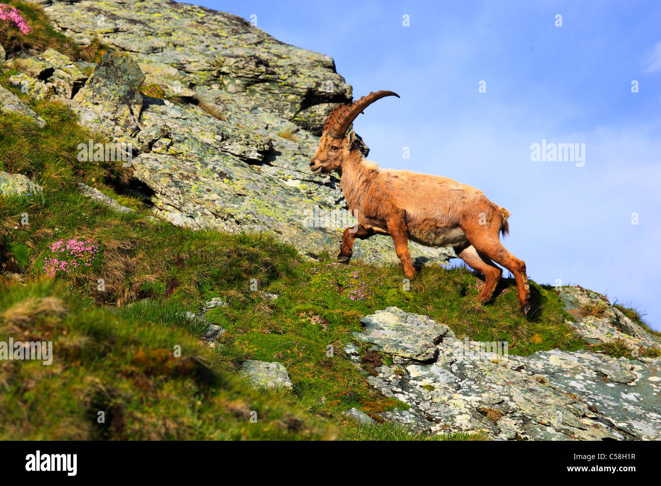1, Alpen, Fauna, alpinen Fauna, Alpine Tierwelt, Berge, Bergfauna, Bergwelt, Ziege, Capra Ibex, Fauna, Berge Stockfoto