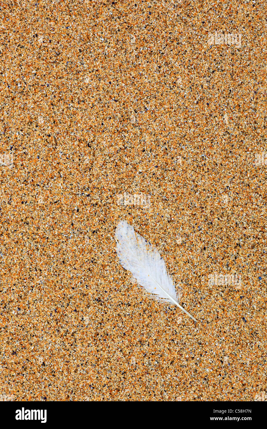 Detail, Feder, Feder, Gefieder, Gewässer, Groß Britannien, Highland, Highlands, Küste, Makro, Meer, Muschel, Muscheln, Muschel Stockfoto