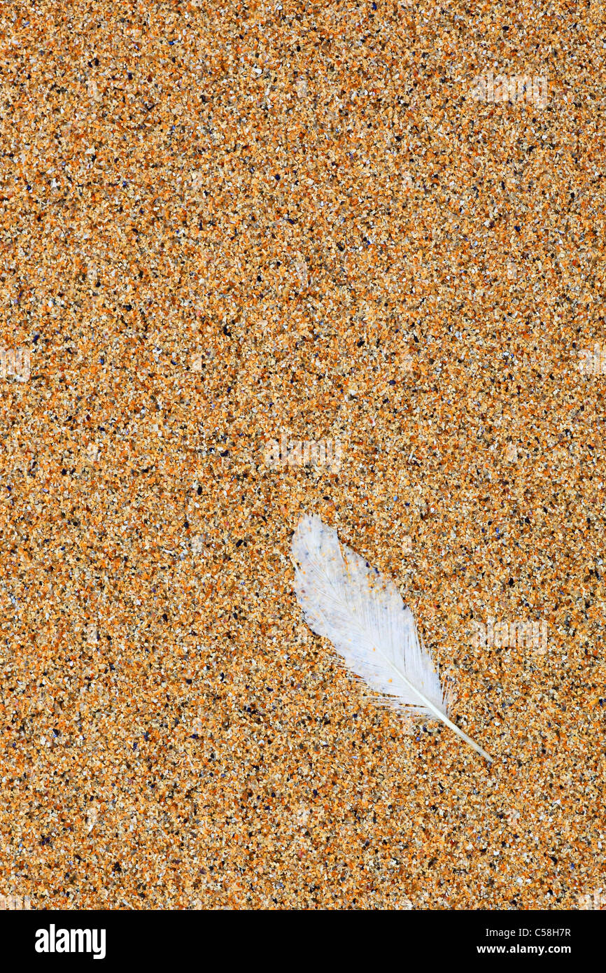 Detail, Feder, Feder, Gefieder, Gewässer, Groß Britannien, Highland, Highlands, Küste, Makro, Meer, Muschel, Muscheln, Muschel Stockfoto