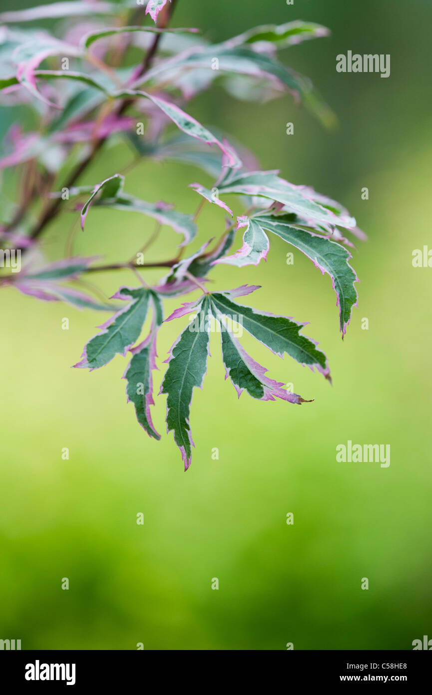 Acer palmatum Marlo. Japanischer Ahorn Baum Blätter Stockfoto