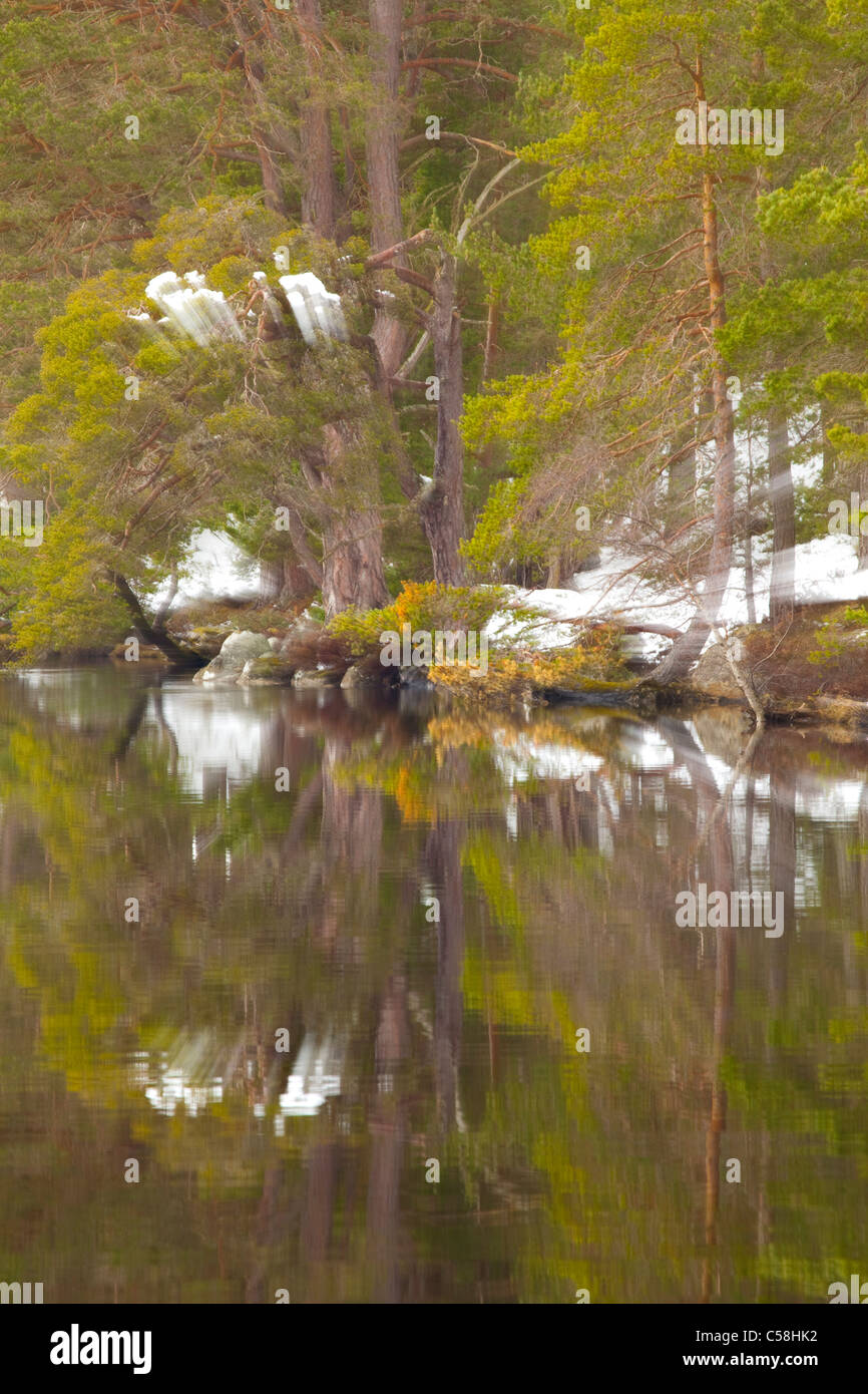 Schottland, Schottisches Hochland, Cairngorm National Park. Abernethy Wald reflektiert das Stille Wasser des Loch Garten. Stockfoto