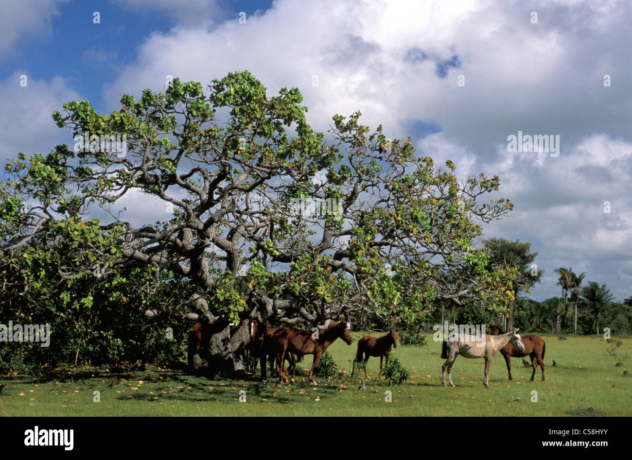 Pferde, Baum, Fazenda Sao Franzisco, Ilha do Marajó, Amazonas-Delta, Amazonien, Brasilien, Südamerika, Stockfoto