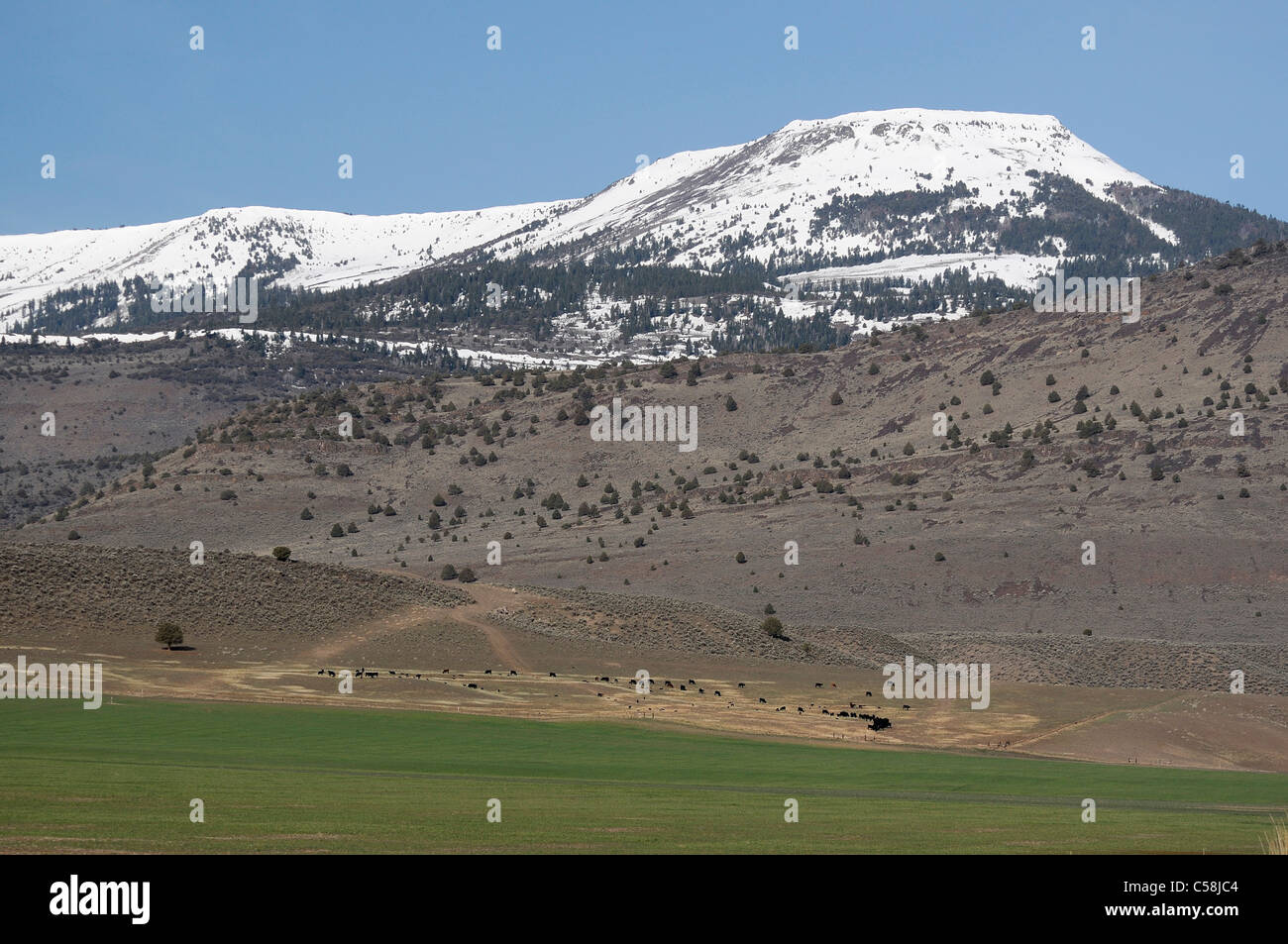 Schneebedeckte Berge in der Nähe von Doyle, Kalifornien, USA, Amerika, Felder Stockfoto