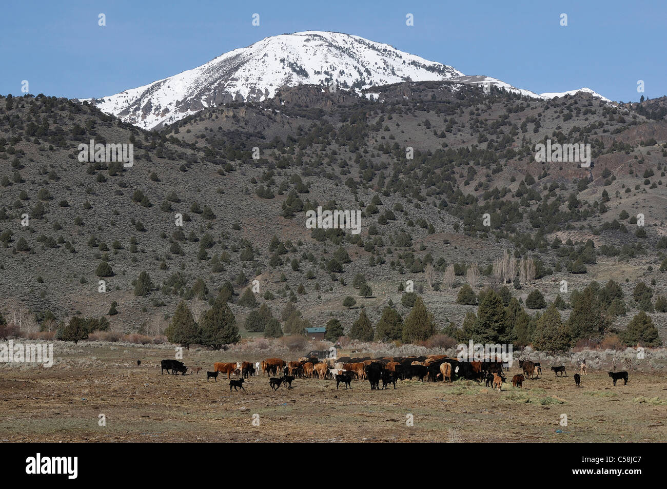 Kühe, Schnee bedeckte Berge, Doyle, Kalifornien, USA, Amerika, Prärie, Landwirtschaft Stockfoto