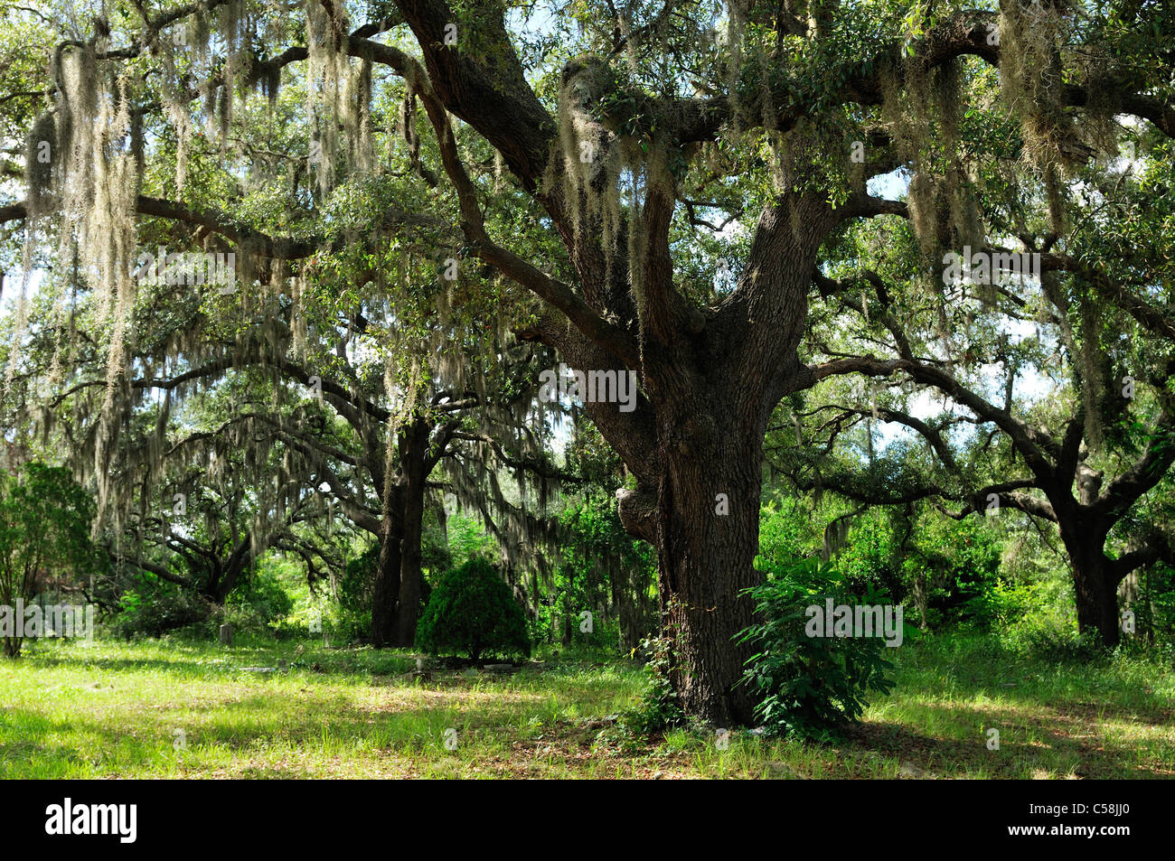 Spanisch Moos bedeckt, Bäume, Stuckey, Florida, USA, USA, Amerika, Baum Stockfoto