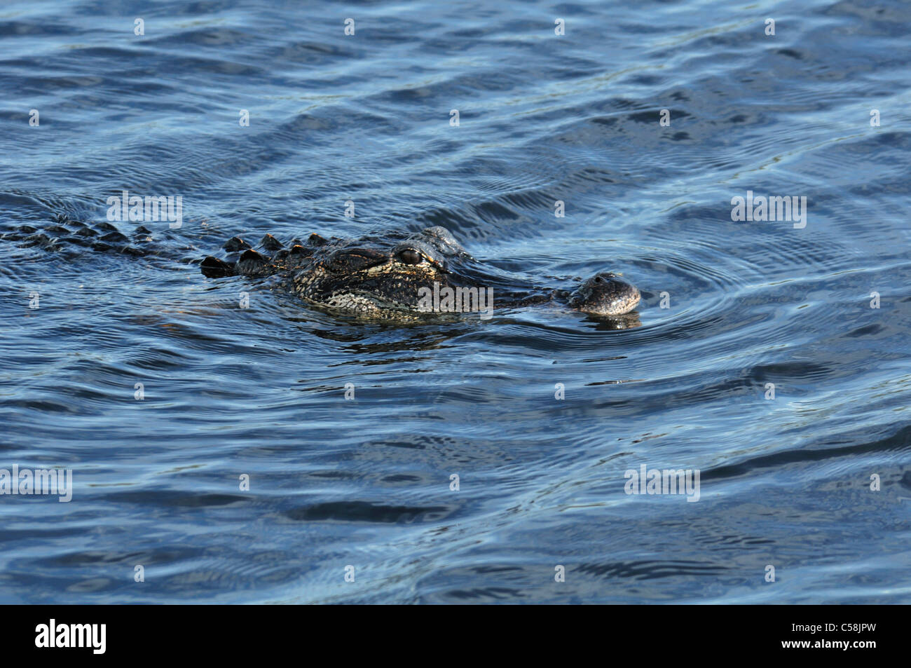 Alligator, Big Cypress Seminole Indian Reservation, Florida, USA, USA, Amerika, Krokodil, Tier Stockfoto