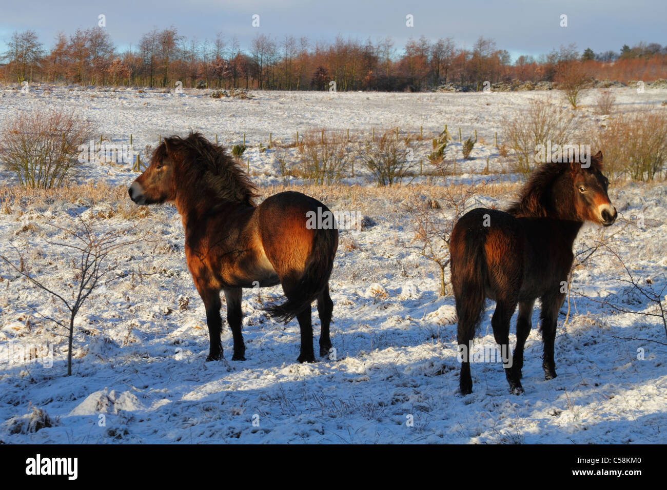 Exmoor Ponys im Schnee auf Daisy Hill NR Stockfoto