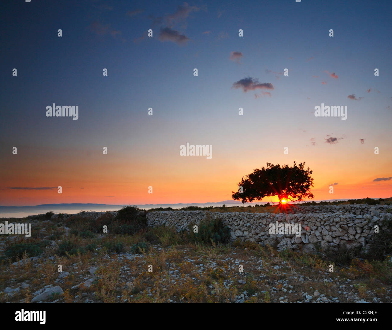 Olivenbaum bei Sonnenuntergang Stockfoto