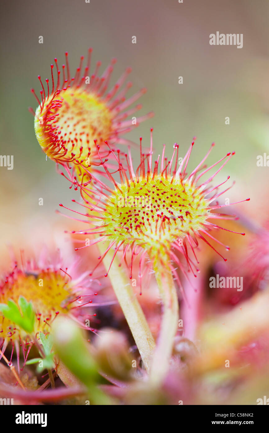 Runde rotblättrige Sonnentau; Drosera Rotundifolia; Mull; Schottland Stockfoto