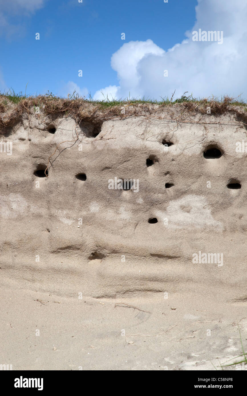 Uferschwalbe; Riparia Riparia; Kolonie; Calgary Bay; Mull; Schottland Stockfoto